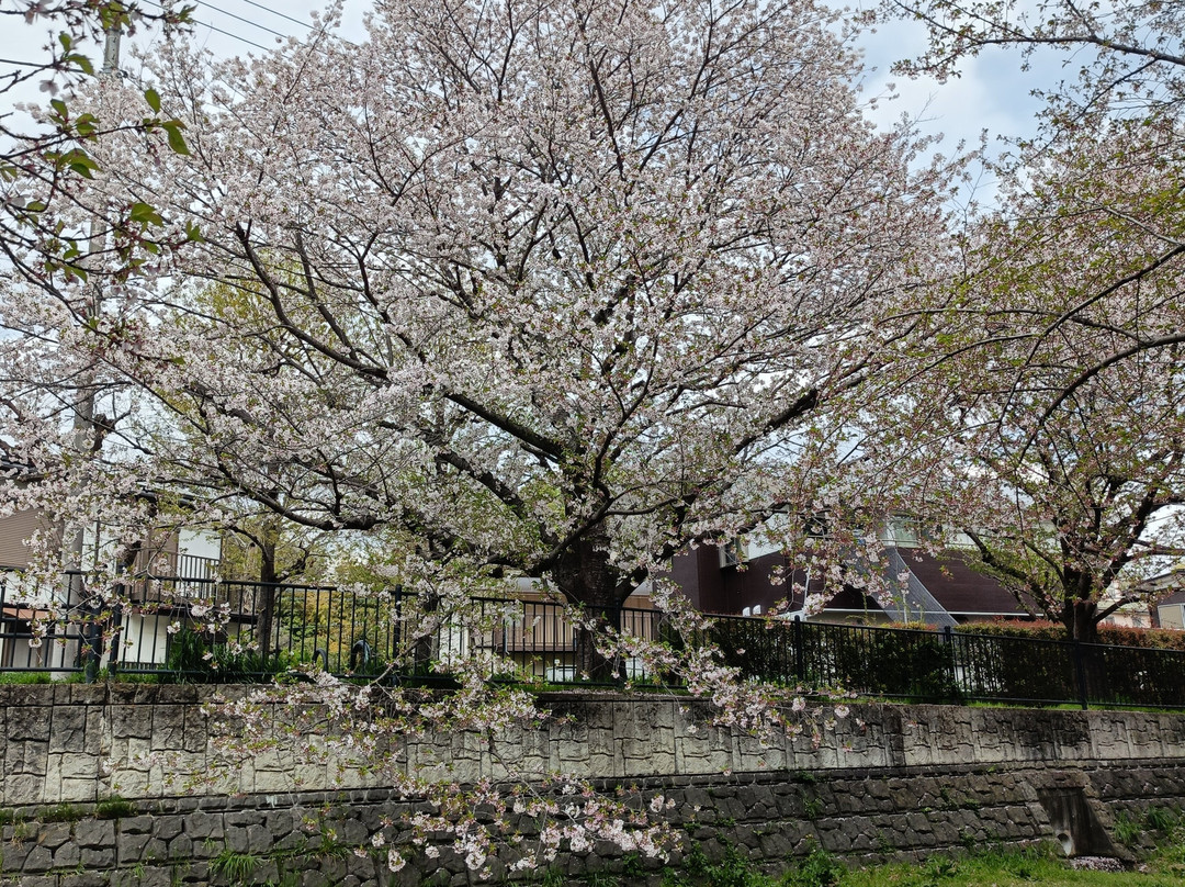 吉祥寺-武藏野市必去景点