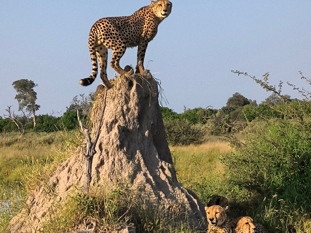 The African Wild-马翁必去景点