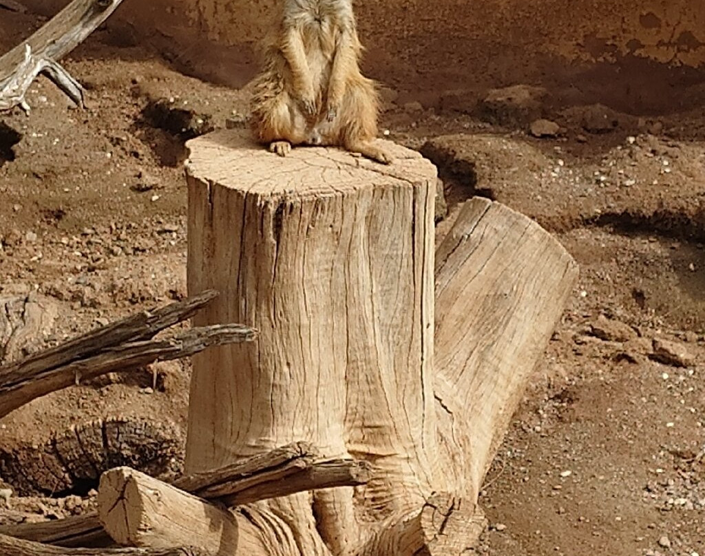 帕尔米图斯动植物园-马斯帕洛马斯必去景点