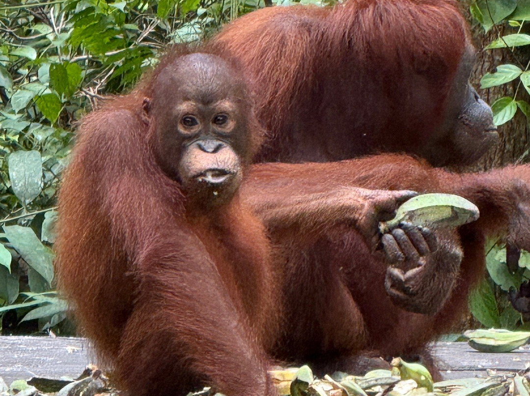 Orangutan Houseboat Tour-Kumai必去景点
