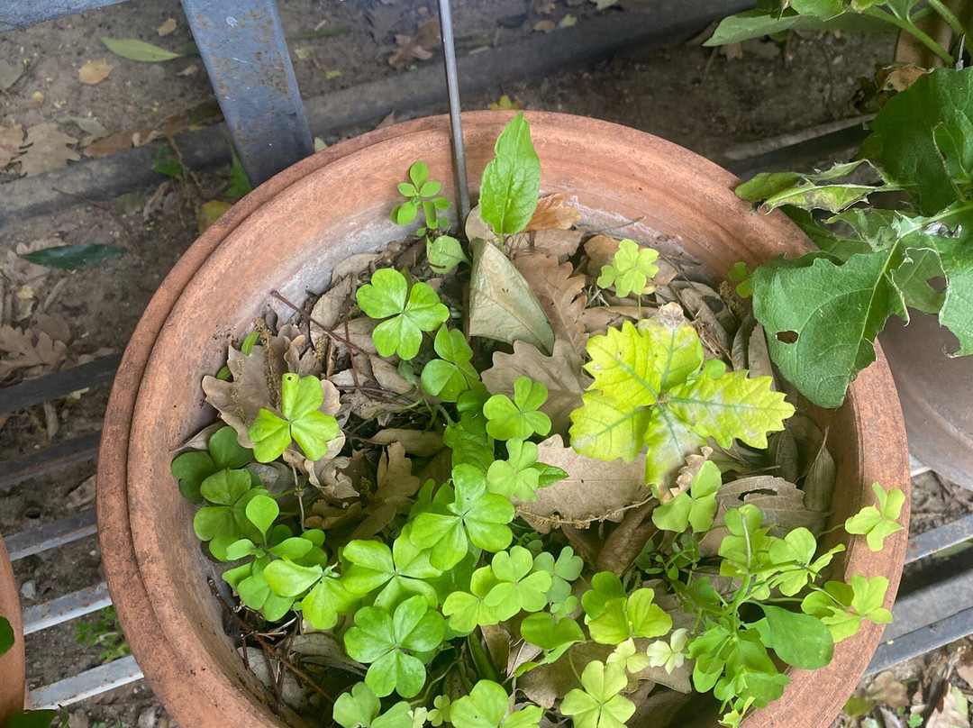 Orto Botanico-巴勒莫必去景点