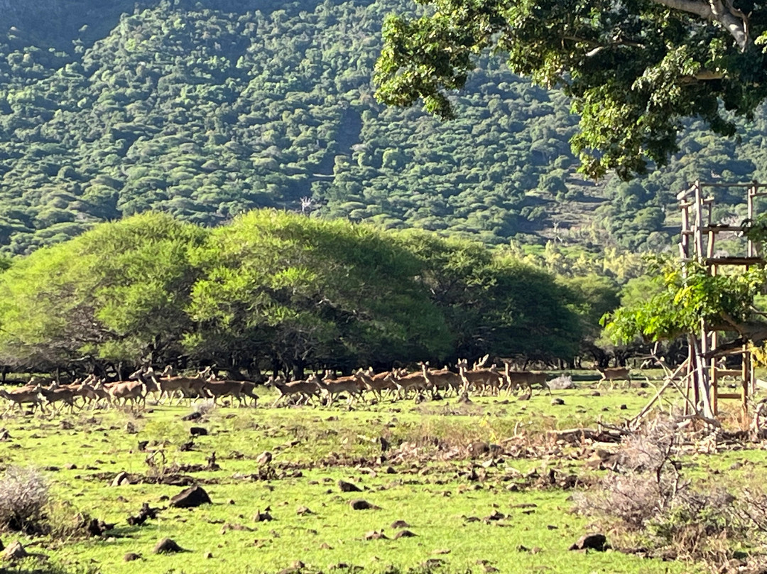 Joyride Mauritius-Black River必去景点