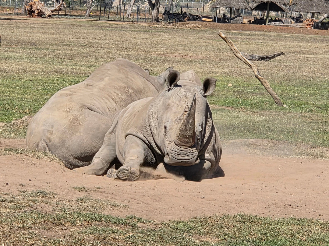 Taronga Western Plains Zoo-达博必去景点