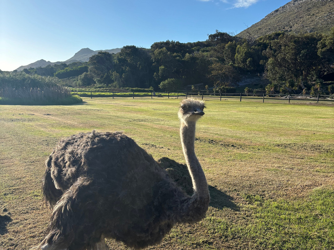 Escape to the Cape Sightseeing Tours-Rondebosch必去景点