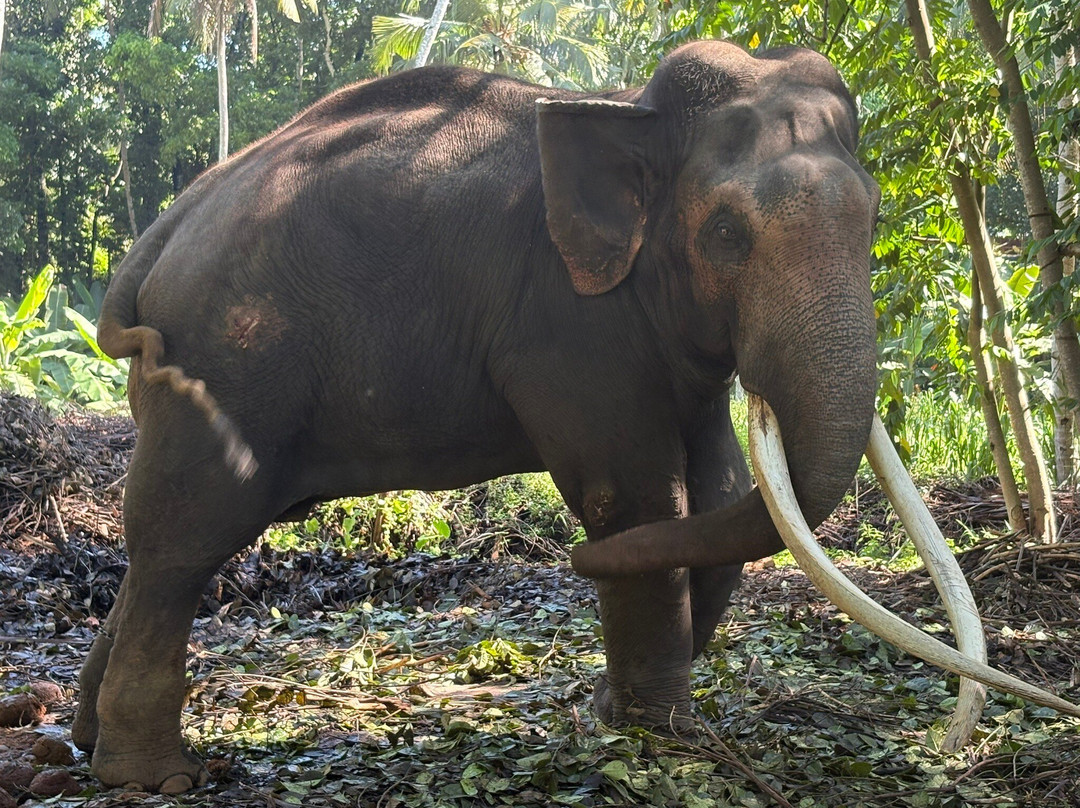 Millennium Elephant Foundation-Kolongalla必去景点
