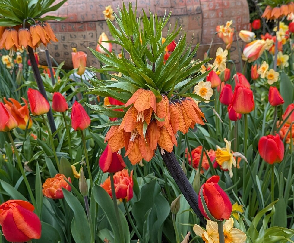 Botanical Garden of the University of Wrocław-弗罗茨瓦夫必去景点