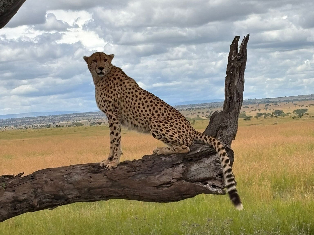 Africa Campsbay Tours-阿鲁沙必去景点