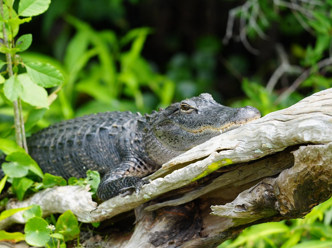 Airboat and Gator Charters-De Leon Springs必去景点
