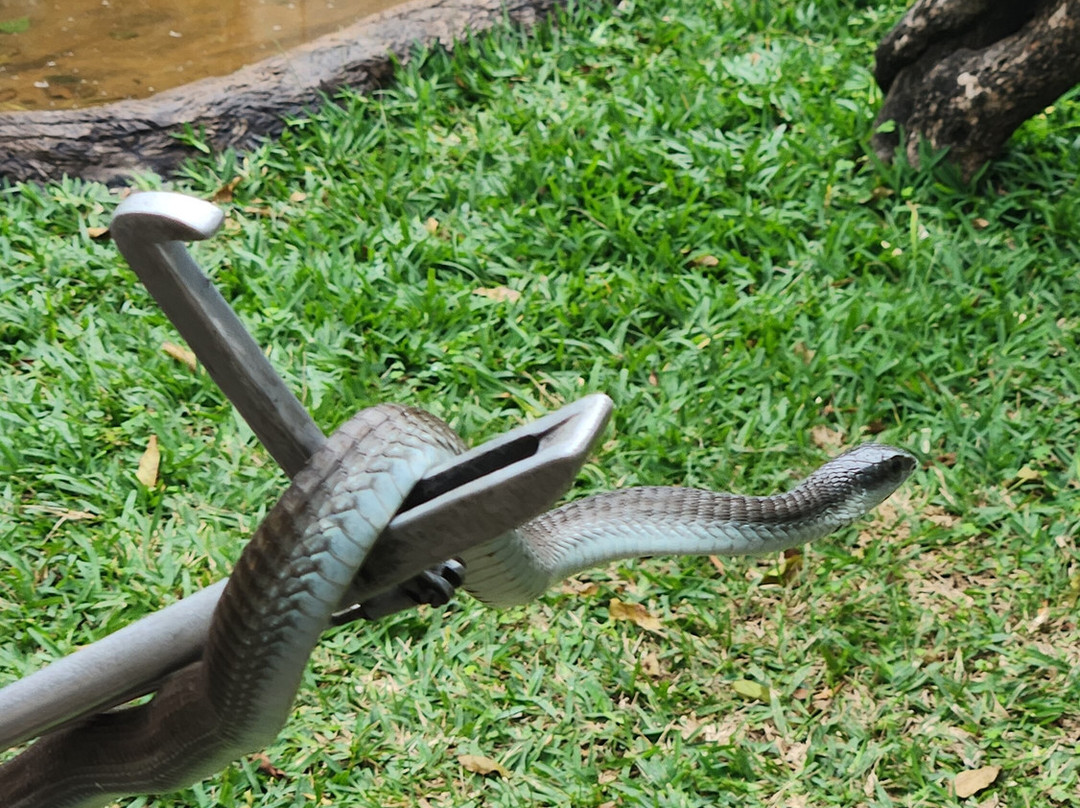 Hoedspruit Reptile Centre-霍德斯普鲁特必去景点