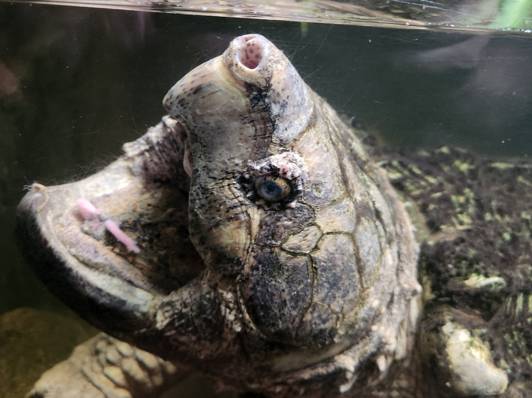 Hoedspruit Reptile Centre-霍德斯普鲁特必去景点