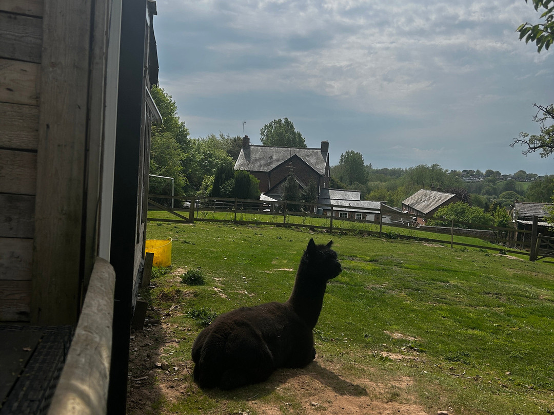 Alpaca Lodge-Gorey必去景点