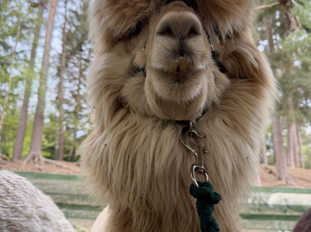 Coull Alpacas