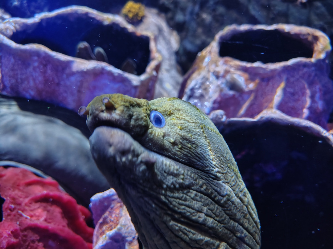 Acuario Michin Guadalajara-瓜达拉哈拉必去景点