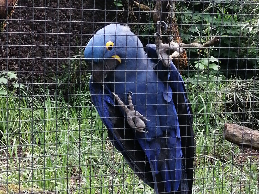 Parc Des Oiseaux-Villars-les-Dombes必去景点