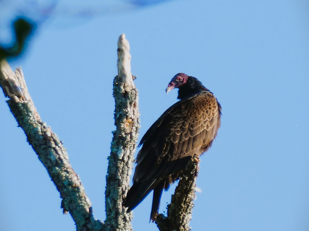 Palmetto Island State Park-Abbeville必去景点