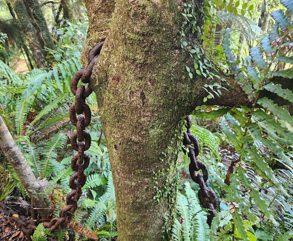 Mitchells Gully Goldmine-Charleston必去景点