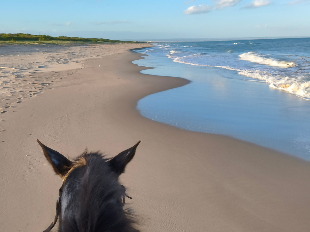 Family Horses 373-5361953-Marina di Ginosa必去景点