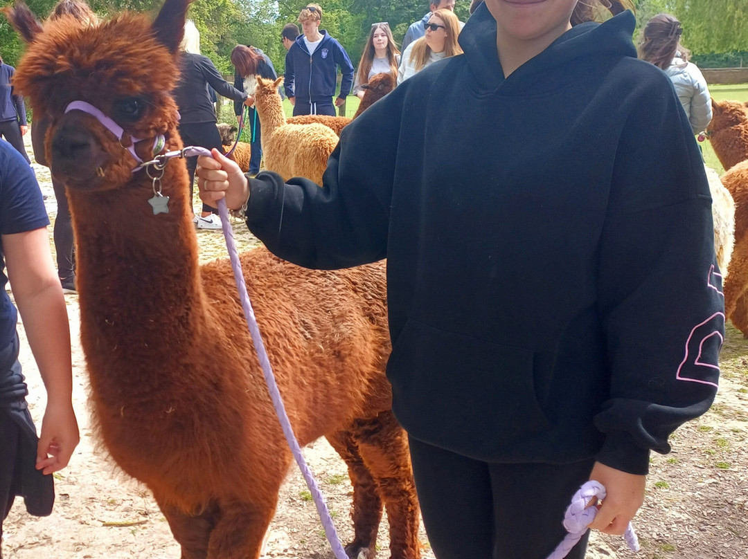 Pennybridge Farm Alpacas-胡克必去景点