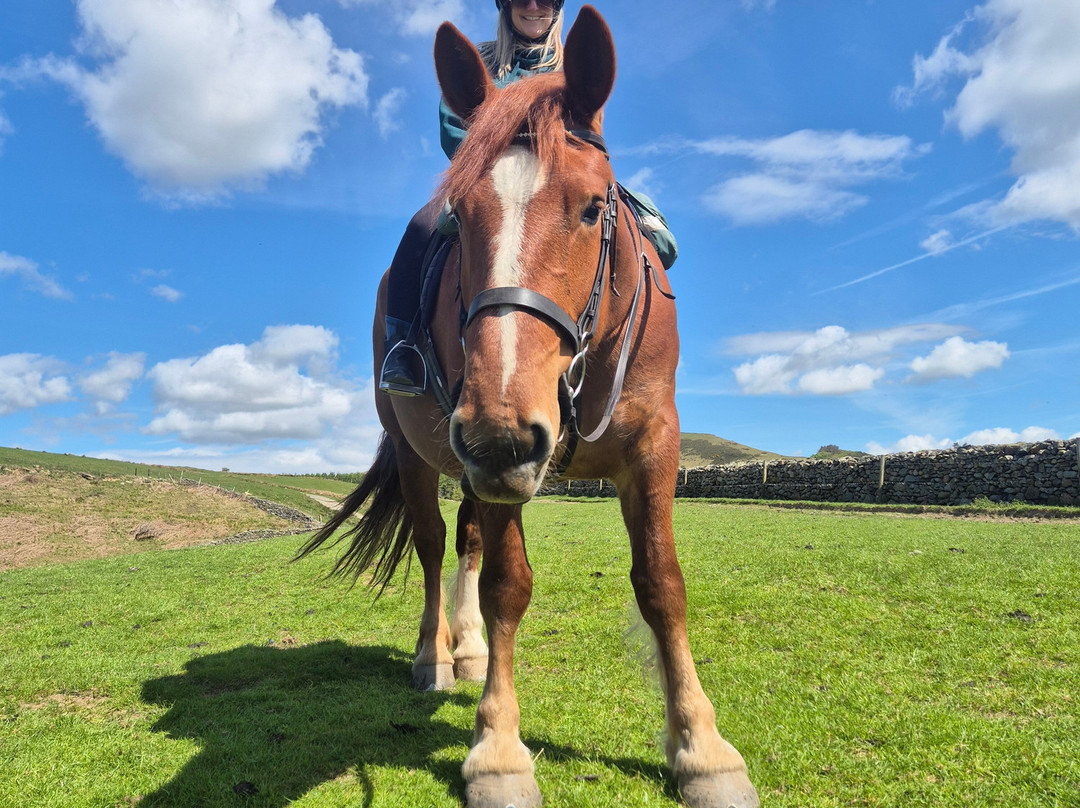 Cumbrian Heavy Horses-Millom必去景点