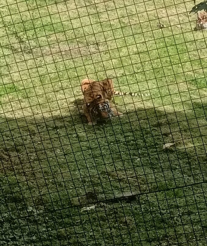 Parc Animalier d'Auvergne-Ardes必去景点