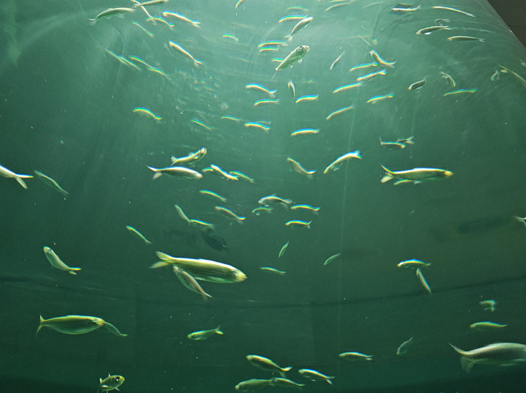 Mississippi Aquarium-格尔夫波特必去景点