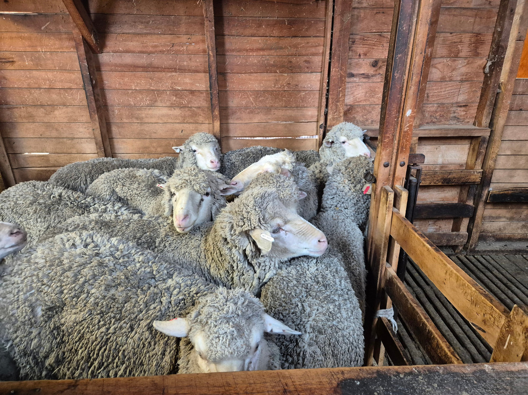 Mt Hay Farm Experience