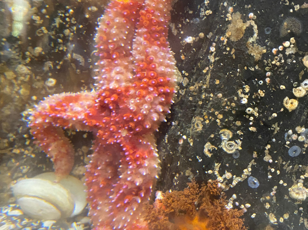 Ucluelet Aquarium-尤克卢利特必去景点