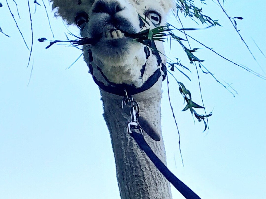 All Things Alpaca Ltd-切姆斯福德必去景点