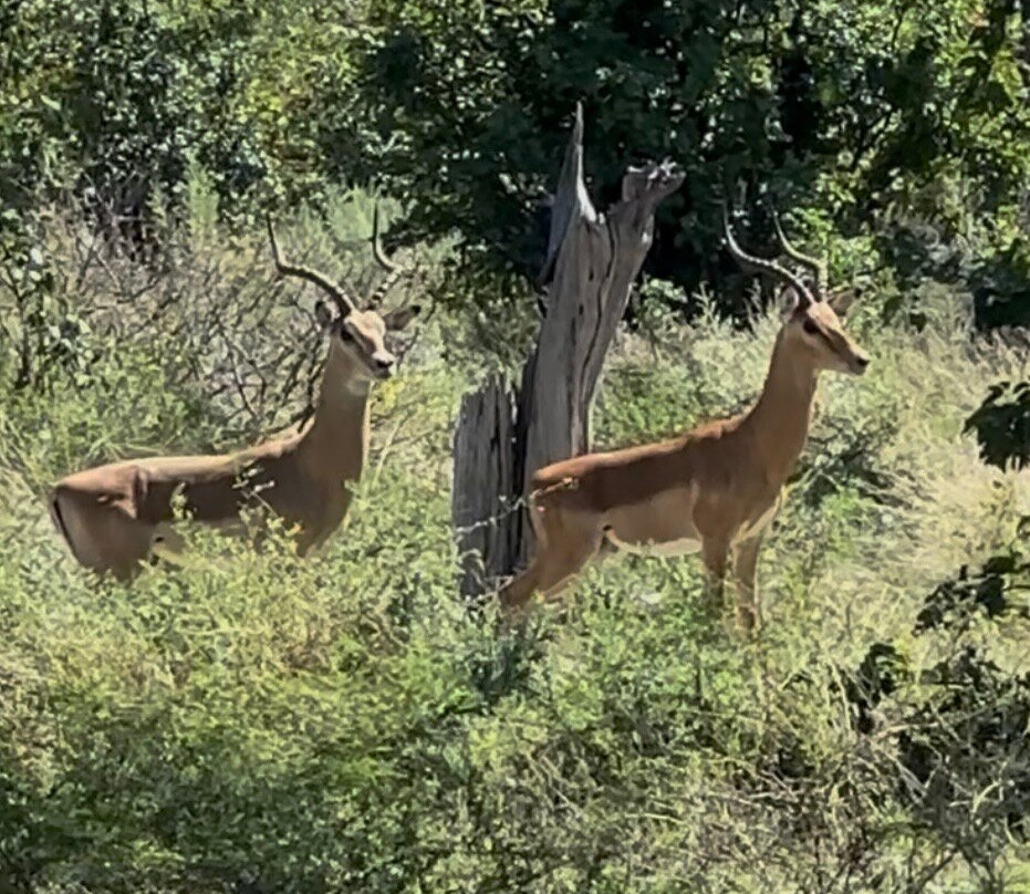 Moremi Game Reserve-马翁必去景点