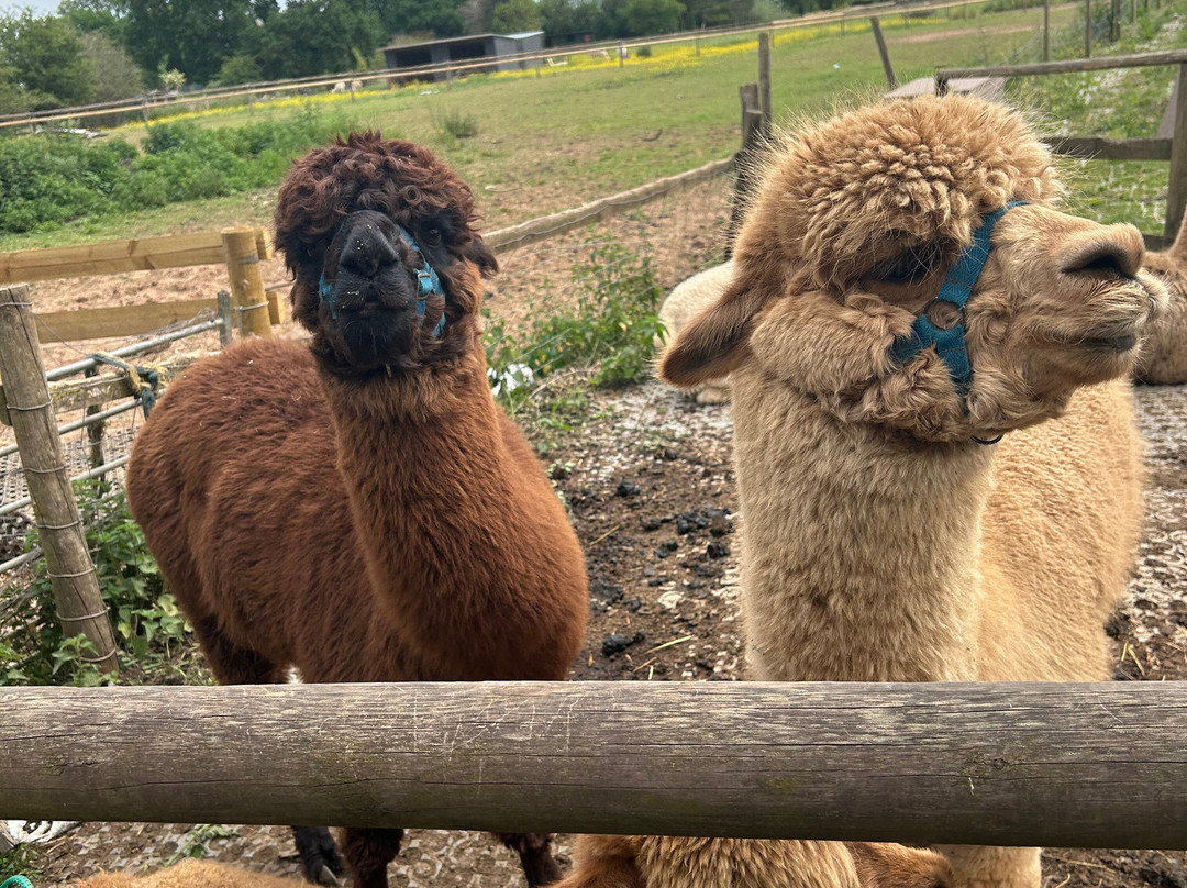 Lucky Tails Alpaca Farm-Atherstone必去景点
