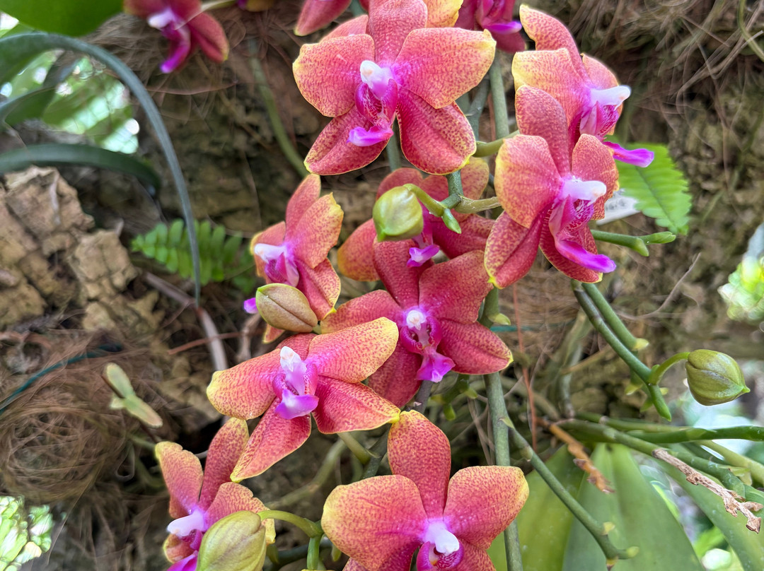 Orquidario de Estepona-埃斯特波纳必去景点