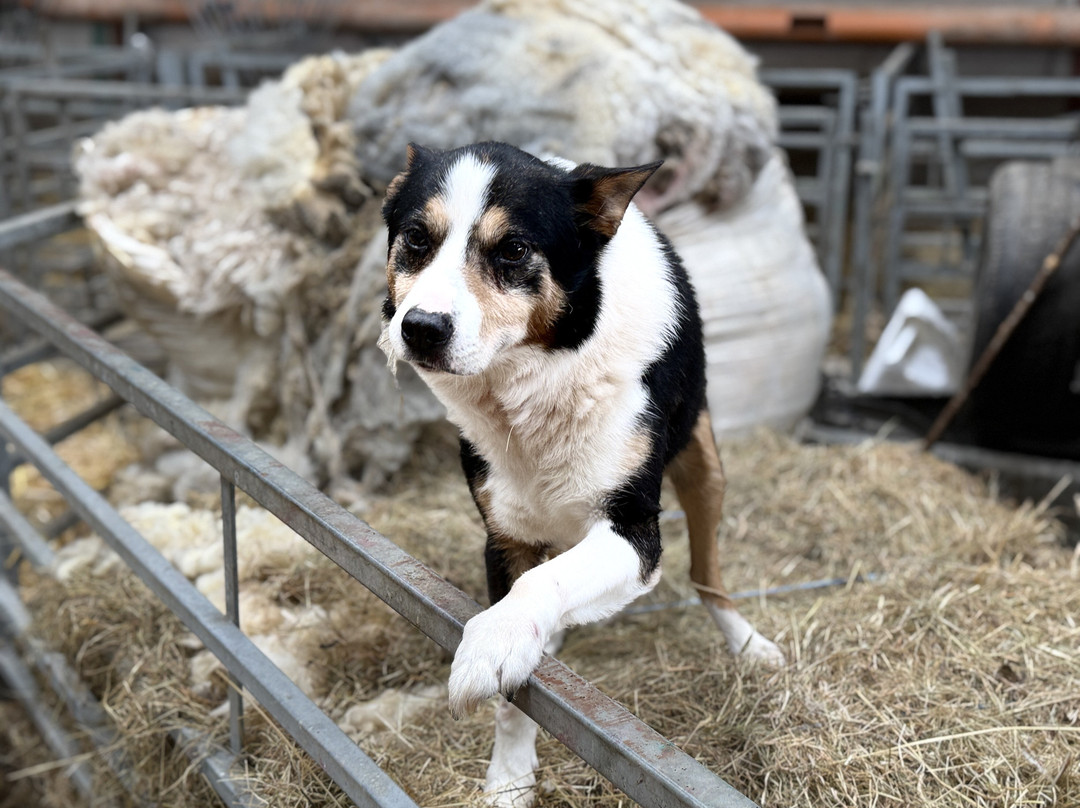Glenshane Country Farm-Maghera必去景点