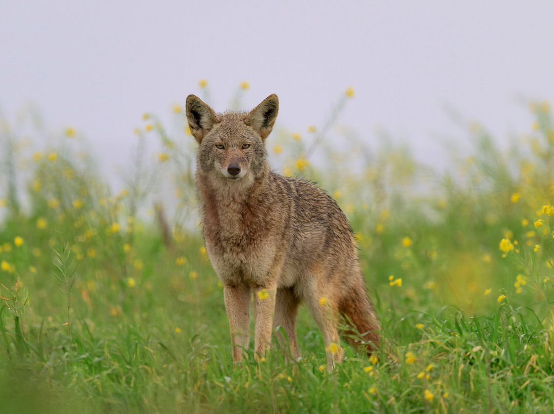 Point Reyes Safaris-Point Reyes Station必去景点