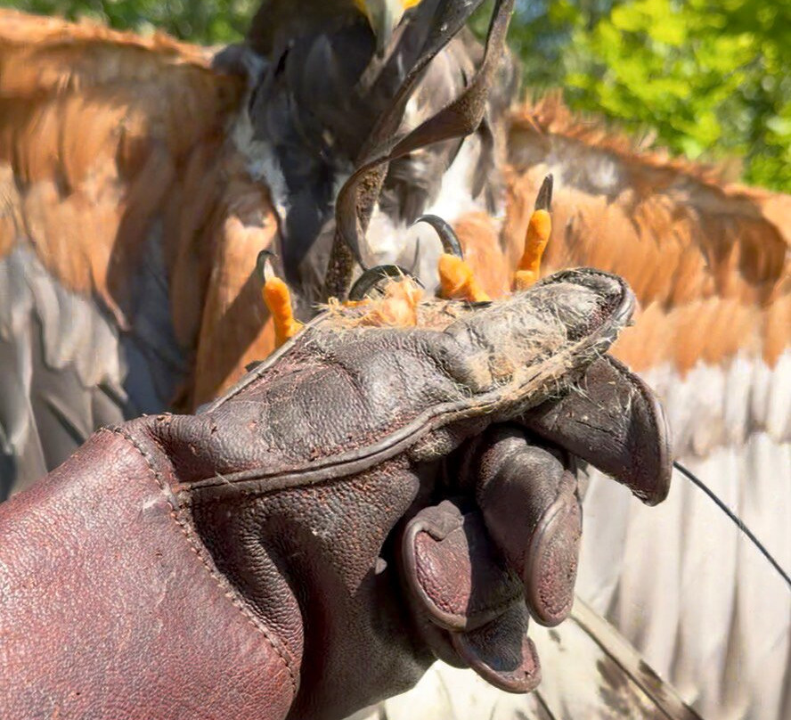 Killarney Falconry-基拉尼必去景点