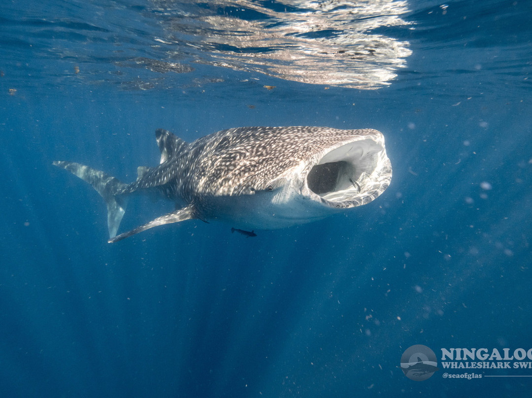 Ningaloo Whaleshark Swim-埃克斯茅斯必去景点