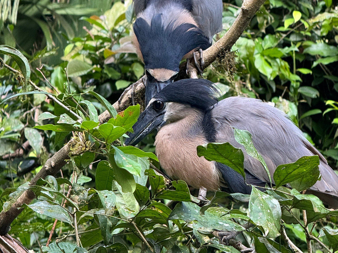 Tuanis Tour Tortuguero-托图杰多必去景点