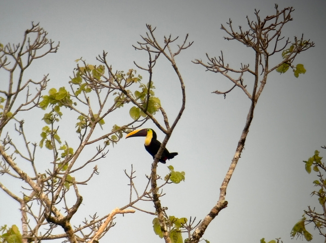 Corcovado Guia CR-希门尼斯港必去景点