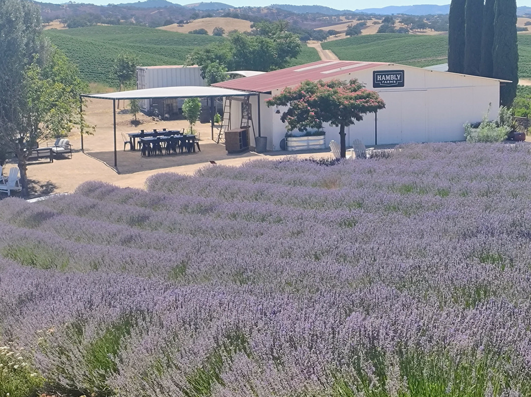 Hambly Lavender Farm-帕索罗布尔斯必去景点