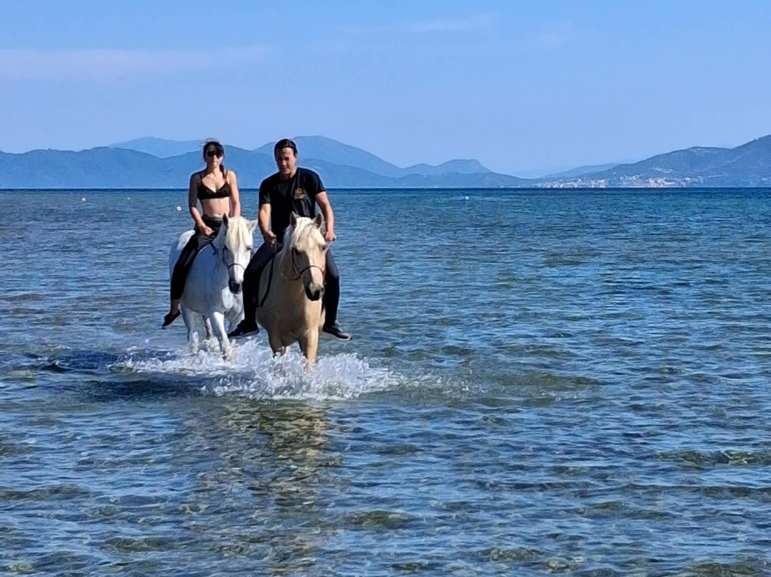 Darko World | Horse Riding Greece - Sea & Farm Experience-Livanates必去景点