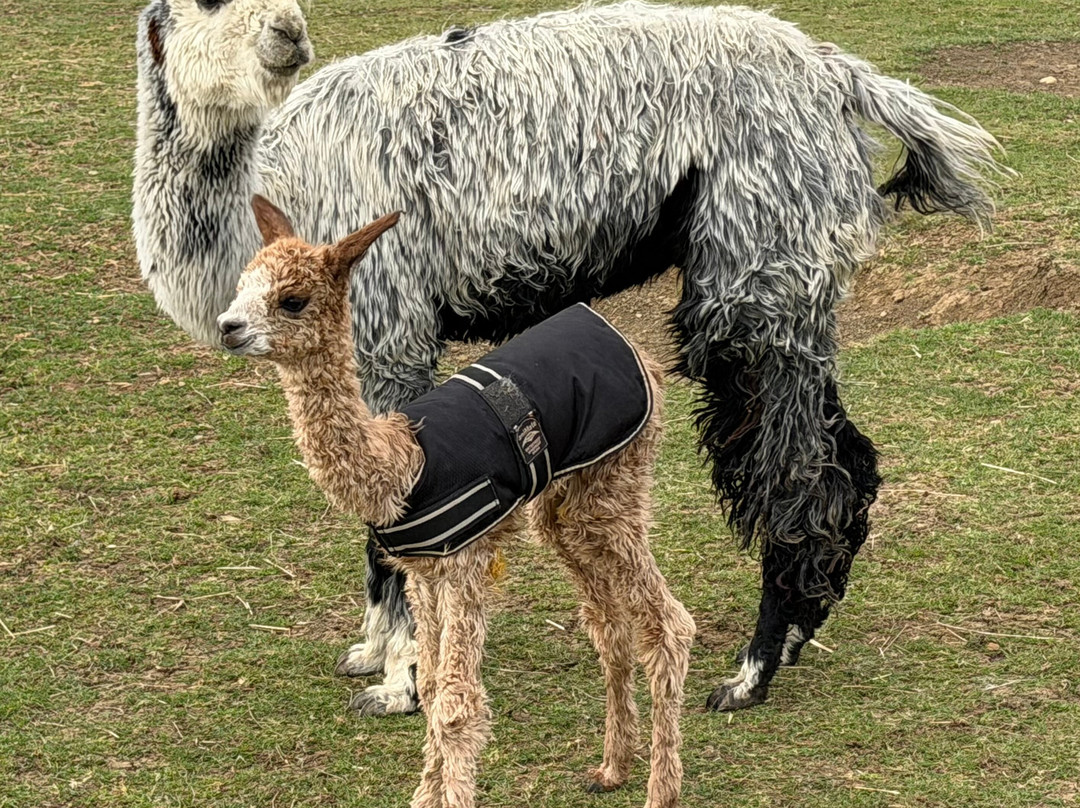 Cary Alpacas-约维尔必去景点
