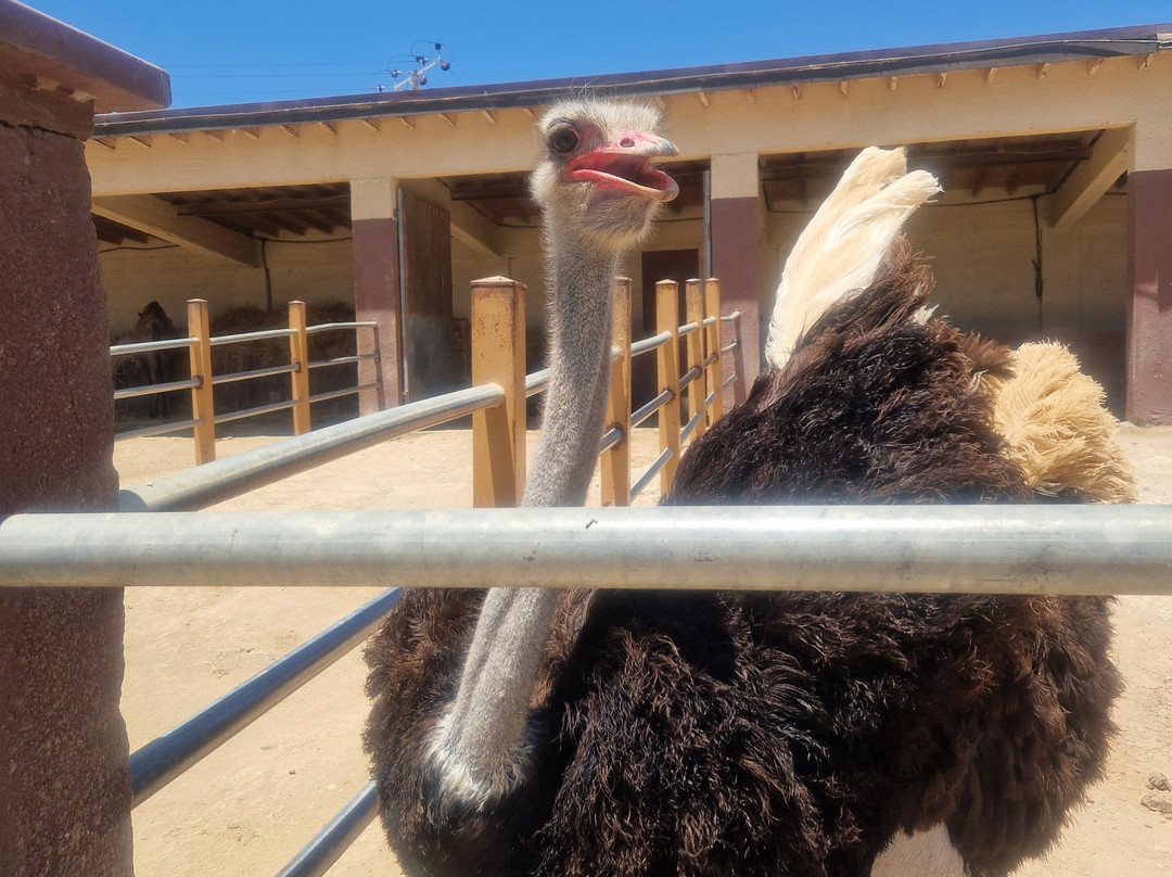 Camel Park-玛佐托斯必去景点