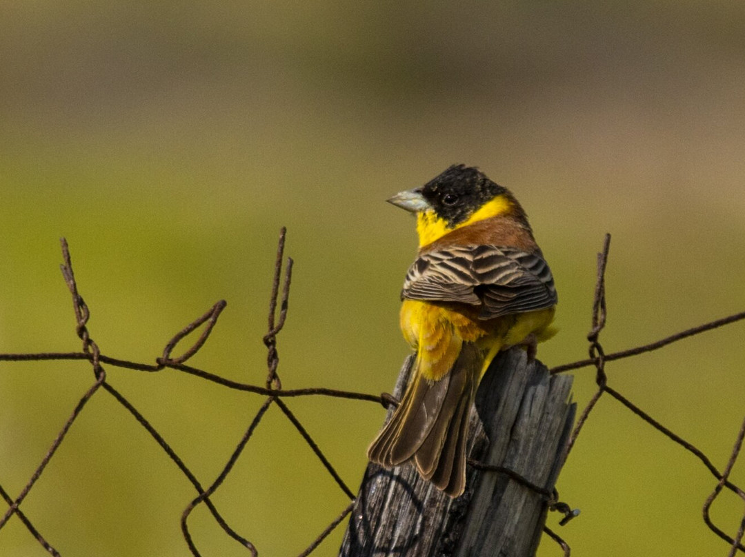 Greece Bird Tours-Marathon必去景点