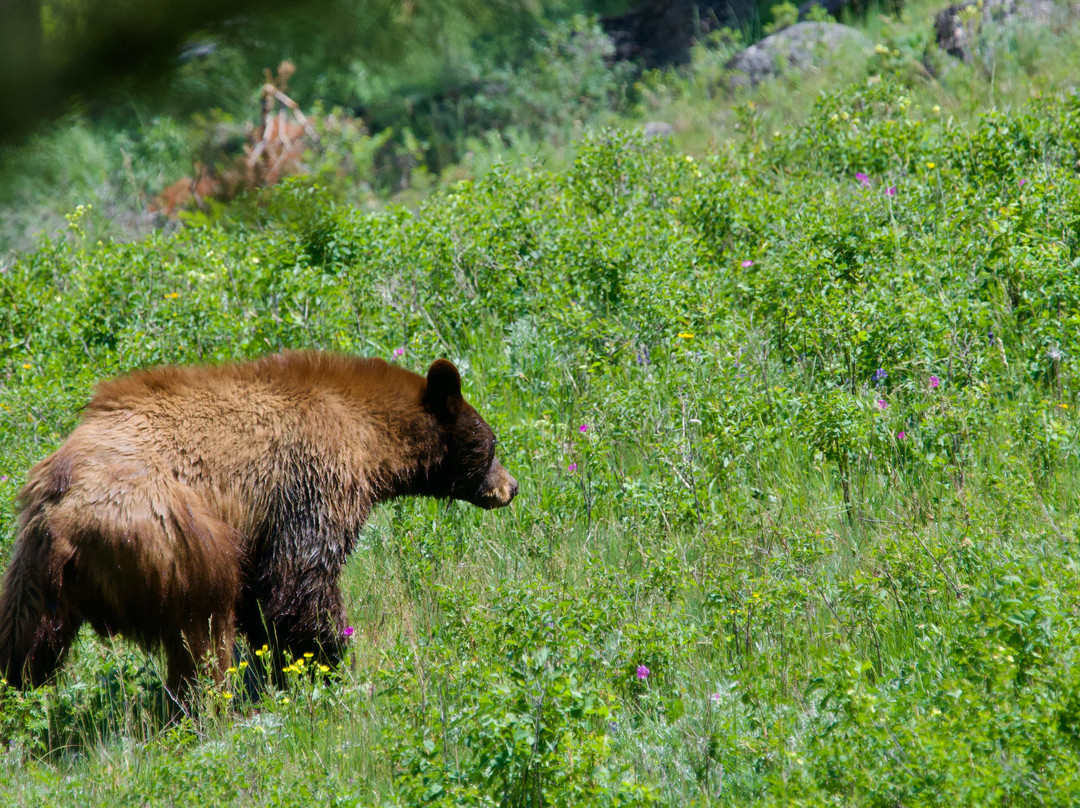 Yellowstone Hiking Guides-黄石国家公园必去景点