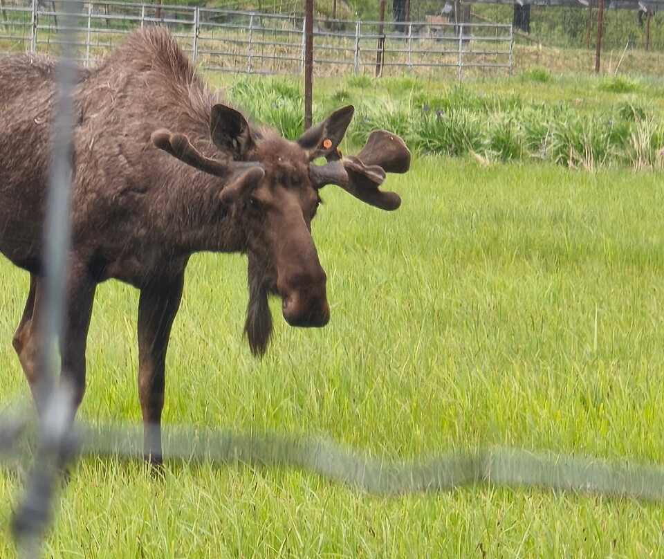 Alaska Wildlife Conservation Center-戈德伍德必去景点