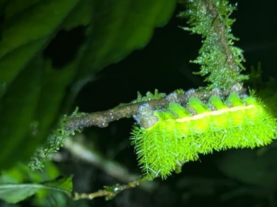 Jungle Life Costa Rica-Bijagua de Upala必去景点