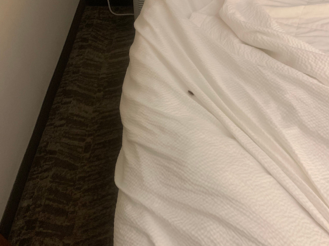 辛辛那提北部/福里斯特帕克 SpringHill Suites酒店主图