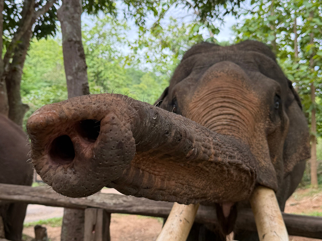 Manifa Elephant Camp-Sang Ha必去景点
