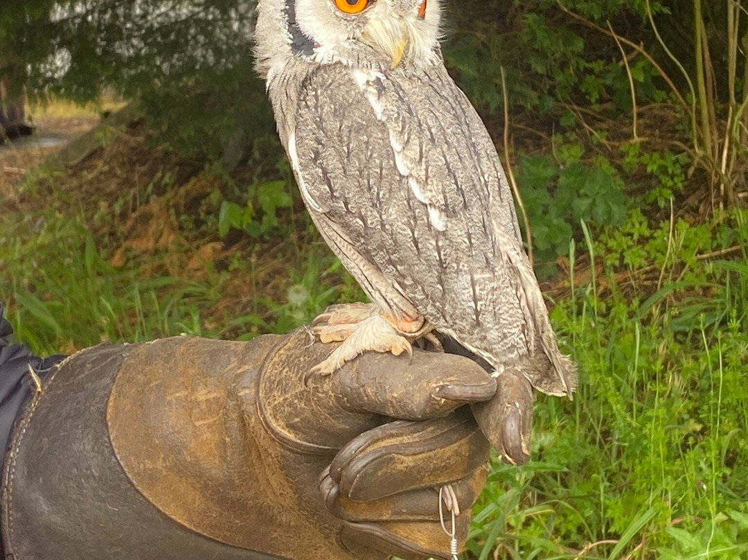 Strathblane Falconry-Strathblane必去景点