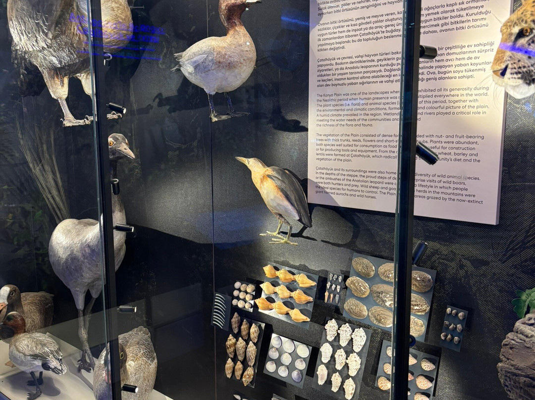 Çatalhöyük Neolithic City-科尼亚必去景点