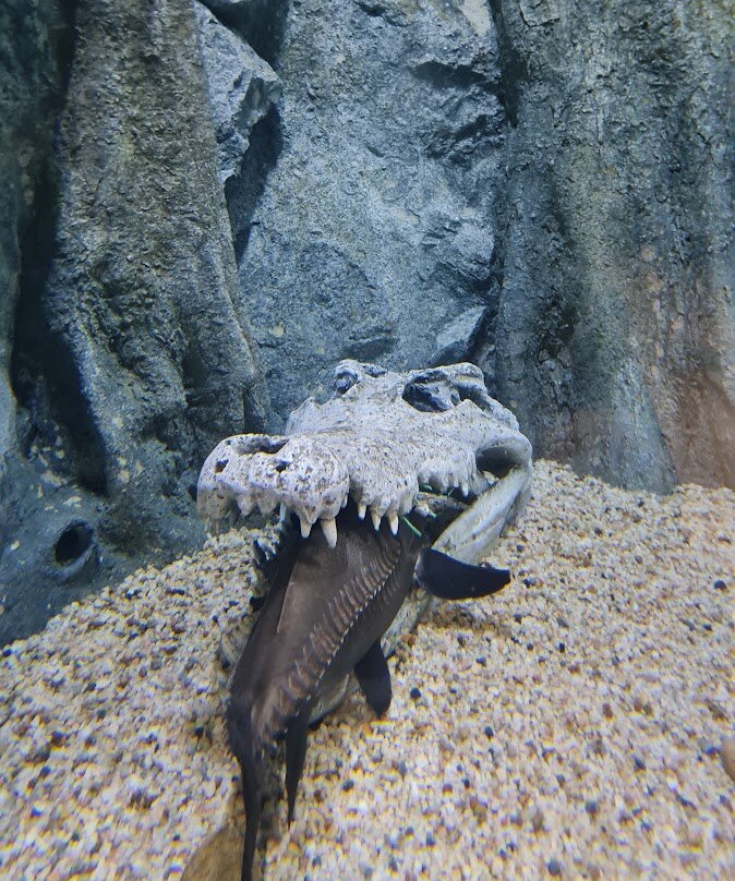 Angkor Wildlife & Aquarium-暹粒必去景点
